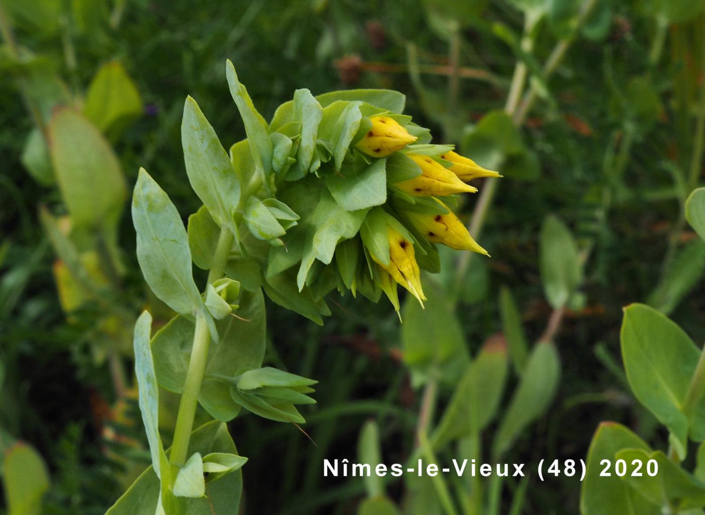 Honeywort, Lesser flower